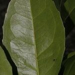 Cassipourea killipii leaf picture by Nelson Zamora Villalobos (cc-by-nc)