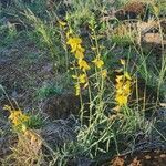 Crotalaria brevidens habit picture by Susan Brown (cc-by-sa)