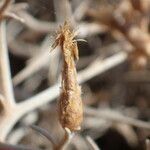Centaurea spinosa fruit picture by Sylvain Piry (cc-by-sa)