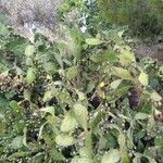 Opuntia monacantha habit picture by Jorge Alcauza (cc-by-sa)
