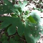 Sassafras albidum leaf picture by Darius Lysandre (cc-by-sa)
