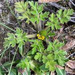 Ranunculus praemorsus habit picture by Fabien Anthelme (cc-by-sa)