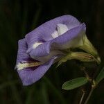 Clitoria guianensis flower picture by Nelson Zamora Villalobos (cc-by-nc)