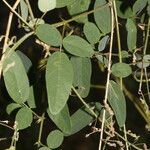 Desmodium procumbens leaf picture by Nelson Zamora Villalobos (cc-by-nc)