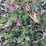 Astragalus crassicarpus flower picture by Christian Kotara (cc-by-sa)
