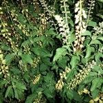 Ocimum campechianum flower picture by Sallin Jessica (cc-by-sa)