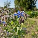 Borago officinalis flower picture by Männel Silvio (cc-by-sa)