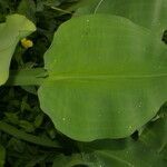 Limnocharis flava leaf picture by Nelson Zamora Villalobos (cc-by-nc)