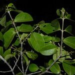 Eugenia galalonensis leaf picture by Nelson Zamora Villalobos (cc-by-nc)