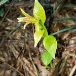 Calycanthus floridus leaf picture by Becca McCoy (cc-by-sa)