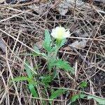 Oenothera laciniata habit picture by Brad Kelley (cc-by-sa)