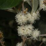 Eugenia hypargyrea flower picture by Nelson Zamora Villalobos (cc-by-nc)