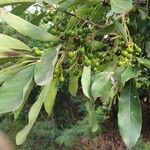 Litsea glutinosa fruit picture by Marc Thomas (cc-by-sa)