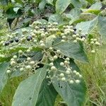 Premna serratifolia fruit picture by Noel Dionson (cc-by-sa)