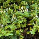 Lonicera caprifolium habit picture by Andrew Gagg (cc-by-sa)