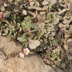 Melochia corchorifolia habit picture by prasantahembram (cc-by-sa)