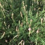 Onobrychis supina habit picture by jean claude Bonnin (cc-by-sa)