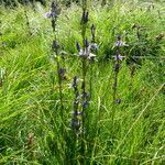 Swertia perennis habit picture by francois tissot (cc-by-sa)