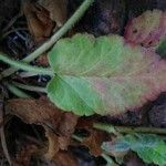 Erodium corsicum leaf picture by bas yves (cc-by-sa)