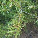 Rhamnus lycioides fruit picture by Luis (cc-by-sa)