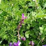 Vicia monantha leaf picture by Heras Daniel (cc-by-sa)
