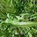 Crepis biennis leaf picture by Daniel Frey (cc-by-sa)