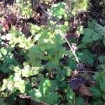 Mentha spicata habit picture by Tristan Jaton-Maria (cc-by-sa)