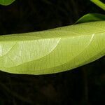 Banisteriopsis elegans leaf picture by Nelson Zamora Villalobos (cc-by-nc)