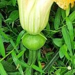 Cucurbita maxima fruit picture by anilkumar ayyappan (cc-by-sa)