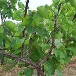 Prunus armeniaca habit picture by Filippo Giannini (cc-by-sa)
