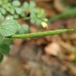 Cleome viscosa fruit picture by Jagadeeswaran Kannan (cc-by-sa)