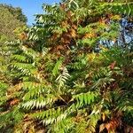 Rhus typhina habit picture by Jean-Marie Frenoux (cc-by-sa)