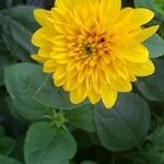 Helianthus decapetalus flower picture by Rosita Hirsch (cc-by-sa)