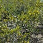 Larrea cuneifolia habit picture by Trap Hers (cc-by-sa)