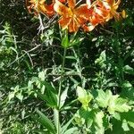 Lilium michiganense flower picture by Swamp Walker (cc-by-sa)