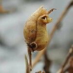 Antirrhinum latifolium fruit picture by Roberto Dessì (cc-by-sa)