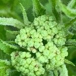 Sambucus ebulus fruit picture by ortega manuel (cc-by-sa)