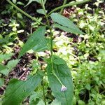 Epilobium montanum habit picture by Sabina Hartmann (cc-by-sa)