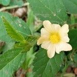 Sida acuta flower picture by salver mily (cc-by-sa)