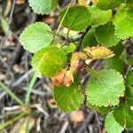 Betula glandulosa leaf picture by Joseph Littlehorn (cc-by-sa)