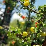 Condalia microphylla fruit picture by Trap Hers (cc-by-sa)