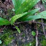 Microgramma lycopodioides habit picture by Shehadi Ramiz (cc-by-sa)