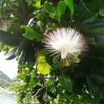 Barringtonia asiatica flower picture by Alejandra Barbry (cc-by-sa)