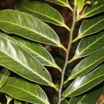 Diospyros nigra leaf picture by Nelson Zamora Villalobos (cc-by-nc)