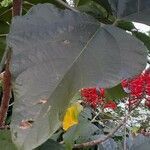 Erythrina speciosa leaf picture by Trap Hers (cc-by-sa)