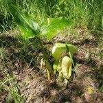 Arum maculatum flower picture by Carlo Ricchi (cc-by-sa)