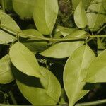 Tassadia obovata leaf picture by Nelson Zamora Villalobos (cc-by-nc)