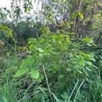 Quercus robur habit picture by yvon s (cc-by-sa)