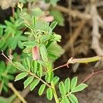 Indigofera brevicalyx leaf picture by susan brown (cc-by-sa)