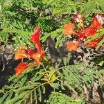 Delonix regia flower picture by x b (cc-by-sa)